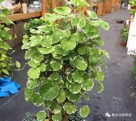 鏡面草風水|鏡面草照顧指南：鏡面草水培+盆栽方法、風水作用 –